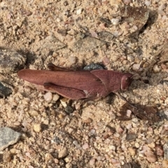 Goniaea carinata at Rendezvous Creek, ACT - 15 Apr 2022 02:50 PM