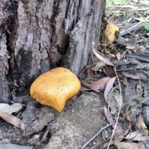 Gymnopilus junonius at Rendezvous Creek, ACT - 15 Apr 2022