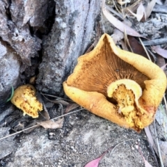 Gymnopilus junonius at Rendezvous Creek, ACT - 15 Apr 2022 02:44 PM