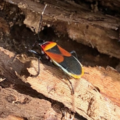 Dindymus versicolor (Harlequin Bug) at Rendezvous Creek, ACT - 15 Apr 2022 by KMcCue