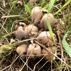 Unidentified Fungus (TBC) at Rendezvous Creek, ACT - 15 Apr 2022 by KMcCue