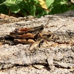Phaulacridium vittatum (Wingless Grasshopper) at Rendezvous Creek, ACT - 15 Apr 2022 by KMcCue