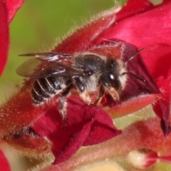 Pseudoanthidium (Immanthidium) repetitum (African carder bee, Megachild bee) at Macarthur, ACT - 15 Apr 2022 by RodDeb