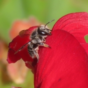 Pseudoanthidium (Immanthidium) repetitum at Macarthur, ACT - 15 Apr 2022