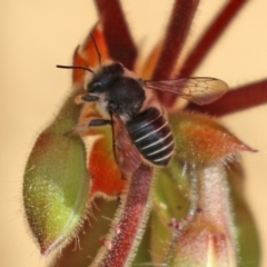 Pseudoanthidium (Immanthidium) repetitum at Macarthur, ACT - 15 Apr 2022