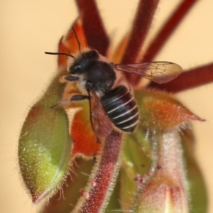 Pseudoanthidium (Immanthidium) repetitum at Macarthur, ACT - 15 Apr 2022