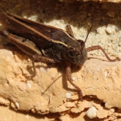 Phaulacridium vittatum (Wingless Grasshopper) at Macarthur, ACT - 15 Apr 2022 by RodDeb