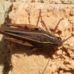 Phaulacridium vittatum at Macarthur, ACT - 15 Apr 2022