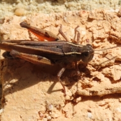 Phaulacridium vittatum at Macarthur, ACT - 15 Apr 2022 02:39 PM