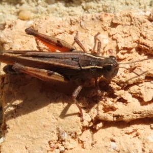 Phaulacridium vittatum at Macarthur, ACT - 15 Apr 2022