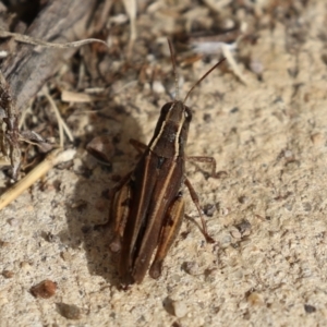 Phaulacridium vittatum at Macarthur, ACT - 15 Apr 2022 02:39 PM