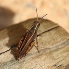 Phaulacridium vittatum at Macarthur, ACT - 15 Apr 2022