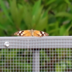 Heteronympha merope at Symonston, ACT - 15 Apr 2022 01:47 PM