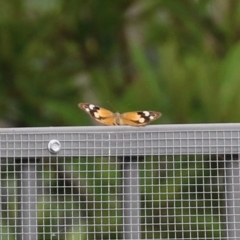 Heteronympha merope at Symonston, ACT - 15 Apr 2022 01:47 PM