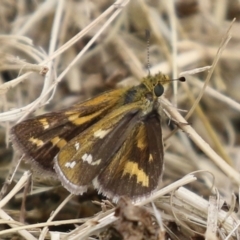 Taractrocera papyria (White-banded Grass-dart) at Symonston, ACT - 15 Apr 2022 by RodDeb