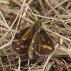 Taractrocera papyria at Symonston, ACT - 15 Apr 2022