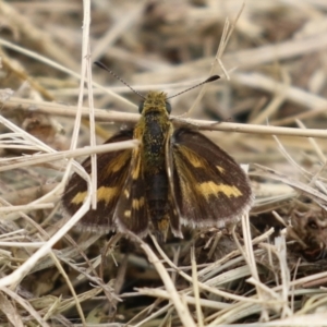 Taractrocera papyria at Symonston, ACT - 15 Apr 2022 01:42 PM