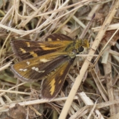 Taractrocera papyria at Symonston, ACT - 15 Apr 2022