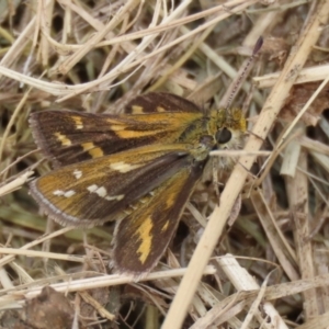 Taractrocera papyria at Symonston, ACT - 15 Apr 2022