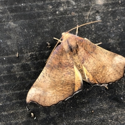 Mnesampela privata (Autumn Gum Moth) at Flea Bog Flat to Emu Creek Corridor - 9 Apr 2022 by JohnGiacon