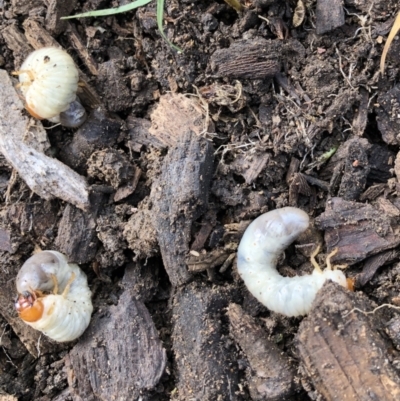 Scarabaeidae (family) (Scarab beetle, curl grub) at Flea Bog Flat to Emu Creek Corridor - 10 Apr 2022 by JohnGiacon