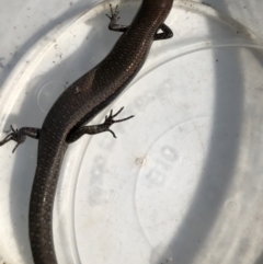 Lampropholis delicata (Delicate Skink) at Flea Bog Flat to Emu Creek Corridor - 13 Apr 2022 by JohnGiacon