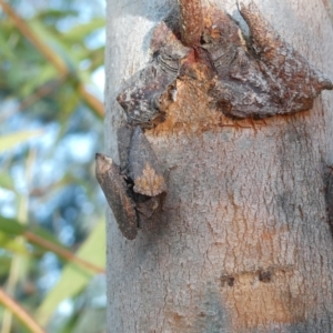 Smicrocotis obscura at Belconnen, ACT - 13 Apr 2022