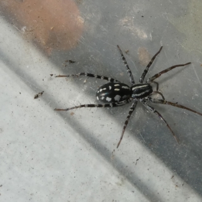 Nyssus coloripes (Spotted Ground Swift Spider) at Flea Bog Flat to Emu Creek Corridor - 15 Apr 2022 by jgiacon