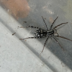 Nyssus coloripes at Belconnen, ACT - 15 Apr 2022