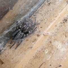 Badumna (genus) (Lattice-web spider) at Belconnen, ACT - 15 Apr 2022 by JohnGiacon