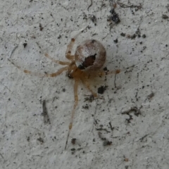 Cryptachaea veruculata (Diamondback comb-footed spider) at Belconnen, ACT - 15 Apr 2022 by jgiacon