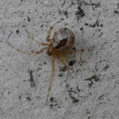 Cryptachaea veruculata (Diamondback comb-footed spider) at Flea Bog Flat to Emu Creek Corridor - 15 Apr 2022 by JohnGiacon