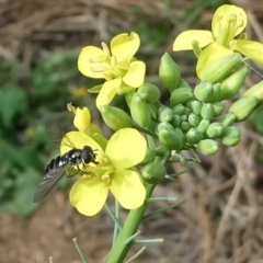 Syrphini sp. (tribe) (Unidentified syrphine hover fly) at Flea Bog Flat to Emu Creek Corridor - 15 Apr 2022 by JohnGiacon