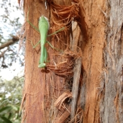 Pseudomantis albofimbriata (False garden mantis) at Flea Bog Flat to Emu Creek Corridor - 15 Apr 2022 by JohnGiacon