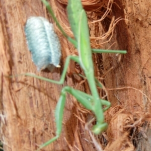 Pseudomantis albofimbriata at Belconnen, ACT - 15 Apr 2022