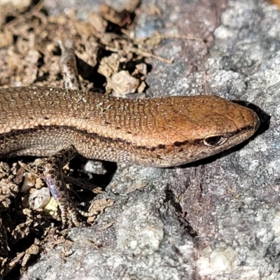 Lampropholis delicata (Delicate Skink) at Holt, ACT - 15 Apr 2022 by trevorpreston