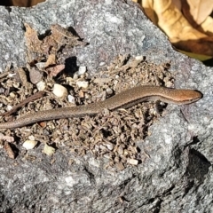 Lampropholis delicata at Holt, ACT - suppressed