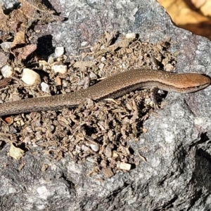 Lampropholis delicata at Holt, ACT - suppressed