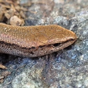 Lampropholis delicata at Holt, ACT - suppressed