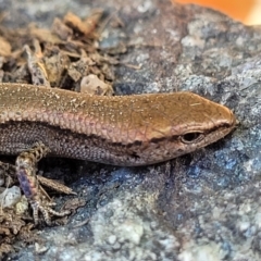 Lampropholis delicata at Holt, ACT - suppressed