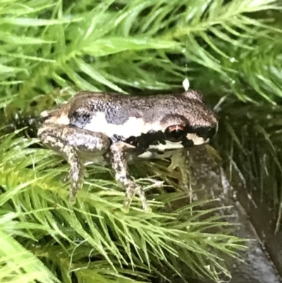 Unidentified Frog at Urunga, NSW - 15 Apr 2022 by BrianH