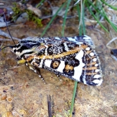 Apina callisto (Pasture Day Moth) at Mulligans Flat - 14 Apr 2022 by Numbat