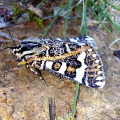 Apina callisto (Pasture Day Moth) at Throsby, ACT - 14 Apr 2022 by Numbat