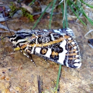 Apina callisto at Throsby, ACT - 15 Apr 2022