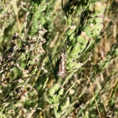 Utetheisa lotrix (Crotalaria Moth) at Molonglo Valley, ACT - 15 Apr 2022 by KMcCue