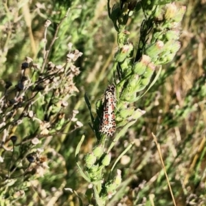 Utetheisa lotrix at Molonglo Valley, ACT - 16 Apr 2022