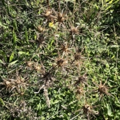 Carthamus lanatus (Saffron Thistle) at Molonglo Valley, ACT - 15 Apr 2022 by KMcCue