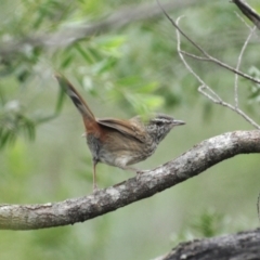 Hylacola pyrrhopygia (Chestnut-rumped Heathwren) at Wingecarribee Local Government Area - 15 Apr 2022 by richardfeetham