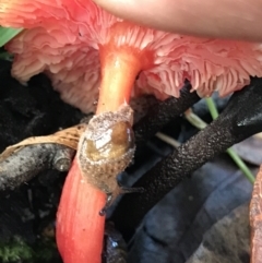 Stanisicarion freycineti (Crimson Foot Semi-Slug) at Urunga, NSW - 15 Apr 2022 by BrianH