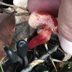 Unidentified Clubs/stalks on soil (TBC) at Urunga, NSW - 15 Apr 2022 by BrianH